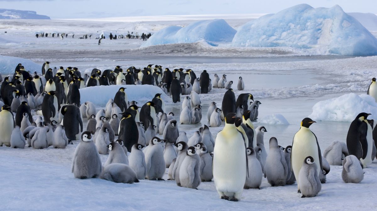Britská organizace hledá sčítače tučňáků v Antarktidě